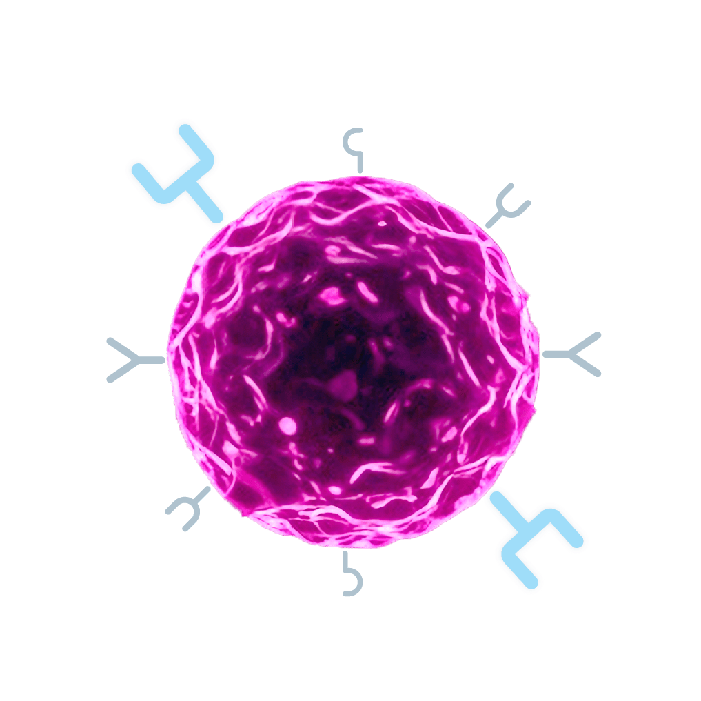 Immune cell with FRa protein.