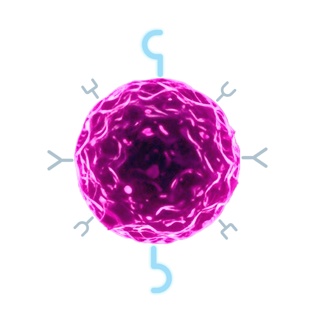 Immune cell with HER2 protein.