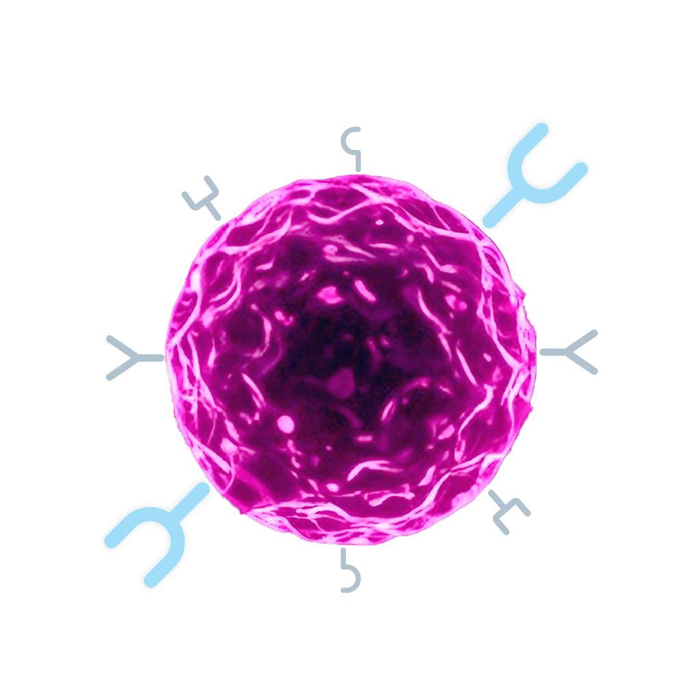 Immune cell with Trop-2 protein.