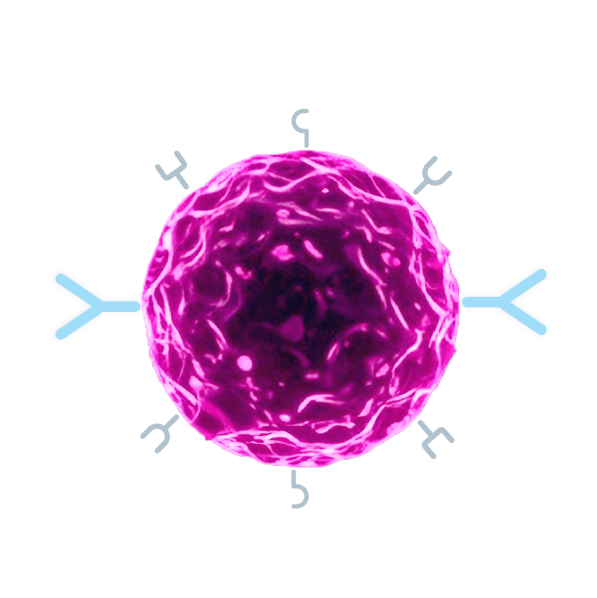Immune cell with B7-H4 protein.