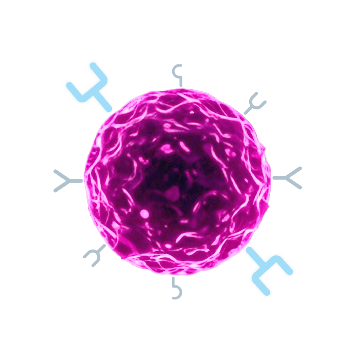 Immune cell with FRa protein.