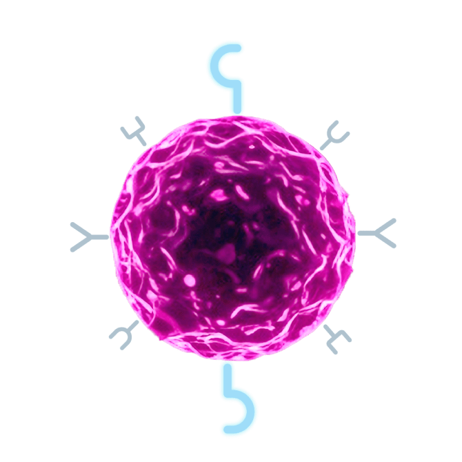 Immune cell with HER2 protein.